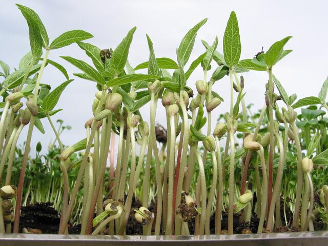 Mostviertler Garten-Tipp: Wer sein eigenes Gemüse ernten will, sollte schon jetzt die ersten Vorkehrungen treffen. | Foto: Margit Benes-Oeller/Natur im Garten