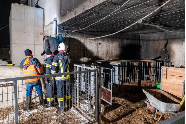 Das Kalb in der Box überlebte den Brand nicht. | Foto: Fotokerschi/Franz Plechinger