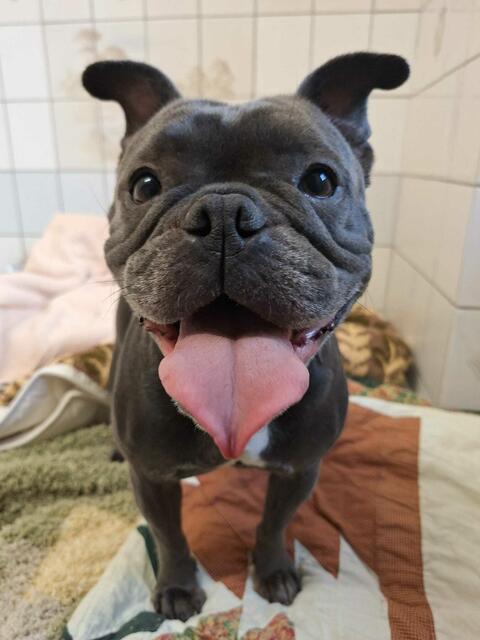 Was für ein herziges Wesen! Odette liebt alle Menschen. | Foto: Arche Wels