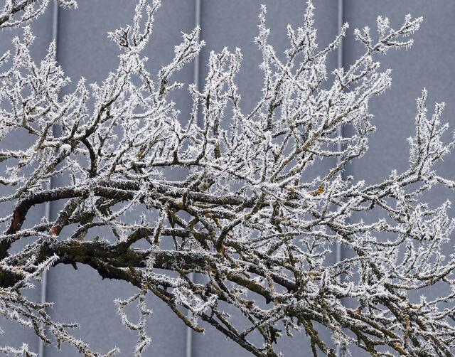 Die Natur war wie "verzaubert" durch dieses Phänomen der Nebelfrostablagerung.