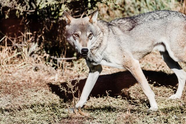 Anfang der Woche soll ein Soldat – auf dem Gelände der Hörschinger Kaserne – einen Wolf gesehen haben.  Kot und Haarbüschel hat man Tags darauf am Zaun gefunden. Die DNA wird nun untersucht. | Foto: VitalikRadko_panthermedia