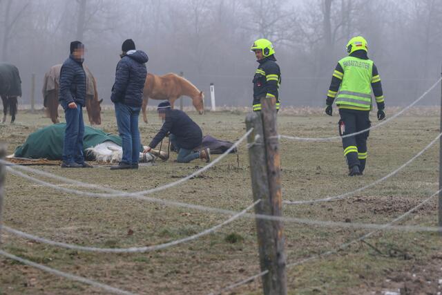 Ein älteres Pferd aus Weißkirchen kam auf einer Koppel in Pucking zu Sturz und musste mit vereinten Kräften wieder aufgerichtet werden. | Foto: laumat.at