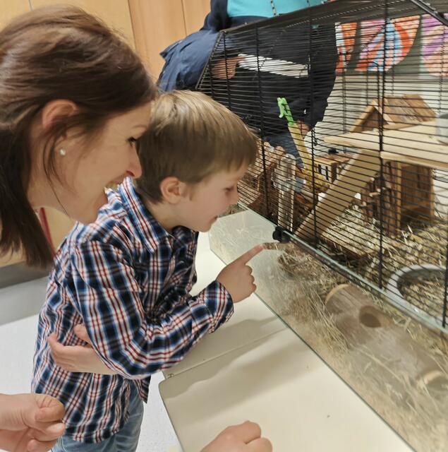 Das Schulhaustier der Volksschule: Hamster Frankie. | Foto: VS Franking