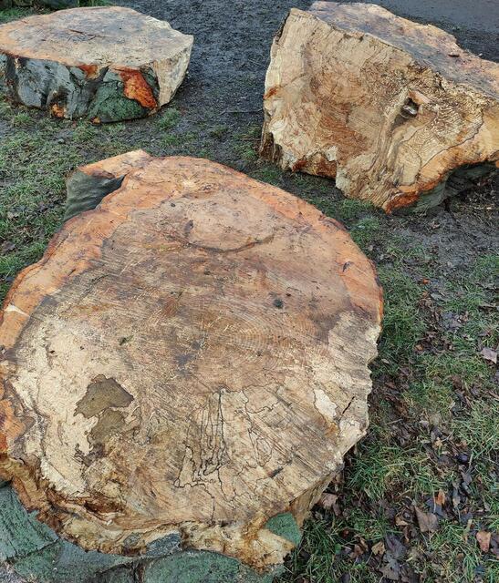 Der Stamm der alten Blutbuche befindet sich jetzt in der Hundezone im Türkenschanzpark. | Foto: BV18