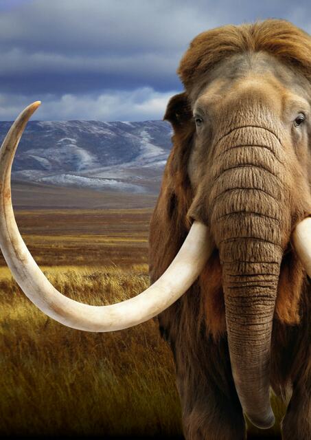 40.000 Jahre Menschheitsgeschichte erleben. | Foto: MAMUZ