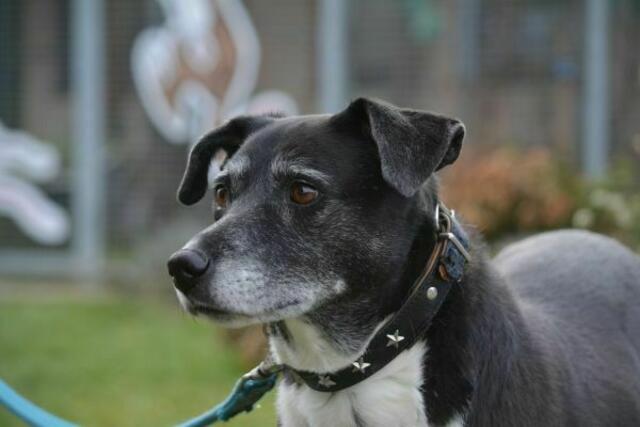 Hundedame Kira sucht neues Frauchen oder Herrchen.