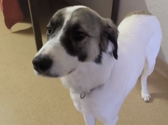 Foto: Tierheim Ternitz