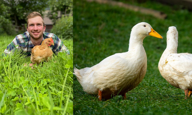 Links: Hansi mit einem seiner "Bio-Wildmasthendln"; Rechts: Die Pekingenten von Meißnitzer. | Foto: Privat