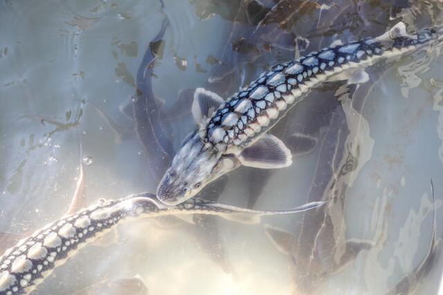 Die Auswilderung der Jungfische ist bis 2030 geplant.  | Foto: PID/Christian Fürthner