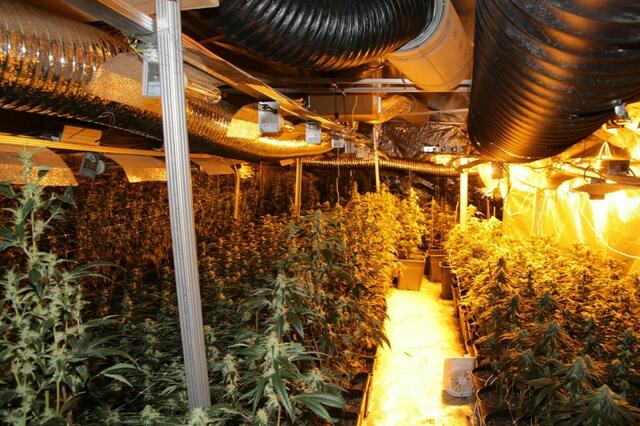 "Im Keller stießen die Beamten dann auf eine Cannabispflanzenaufzucht mit 843 in Blüte stehenden, erntereifen Cannabispflanzen, die sichergestellt wurden", schildert eine Polizeisprecherin. | Foto: LPD Wien