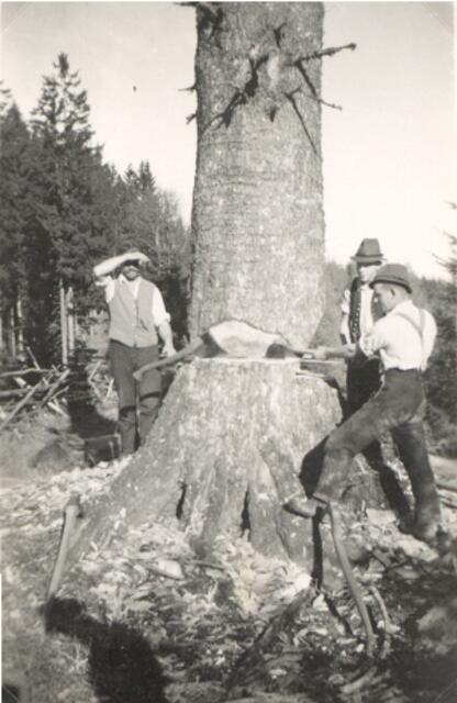 Holzknechte im Reichraminger Hintergebirge bei der gefährlichen und anstrengenden Arbeit. | Foto: Österreichische Bundesforste