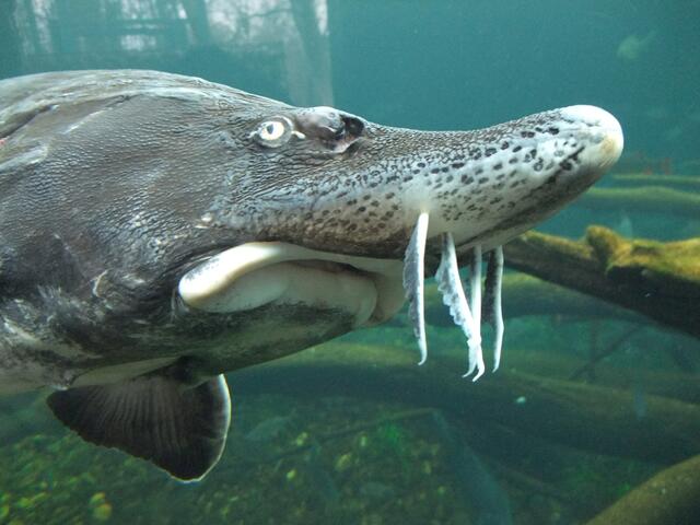 Die Störe in der Donau sind vom Aussterben bedroht.  | Foto: WWF