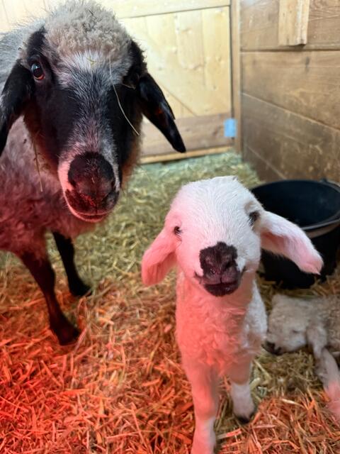Die jungen Steinschaf-Lämmer sind wohlauf und erkunden den Stall.  | Foto: Alpenzoo Innsbruck 