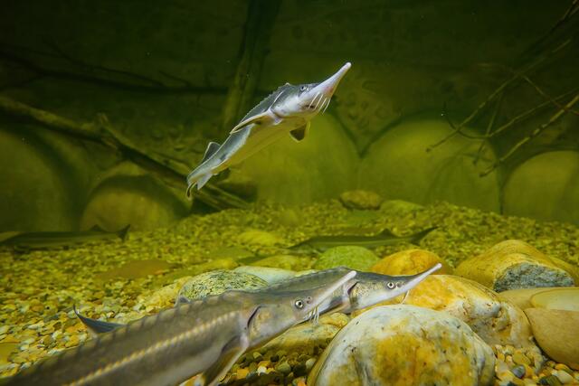 43 Stör-Jungtiere werden im Haus des Meeres aufgezogen. | Foto: Dominik Moser