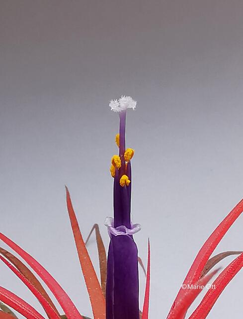 Tillandsie, Blüte, Pflanze