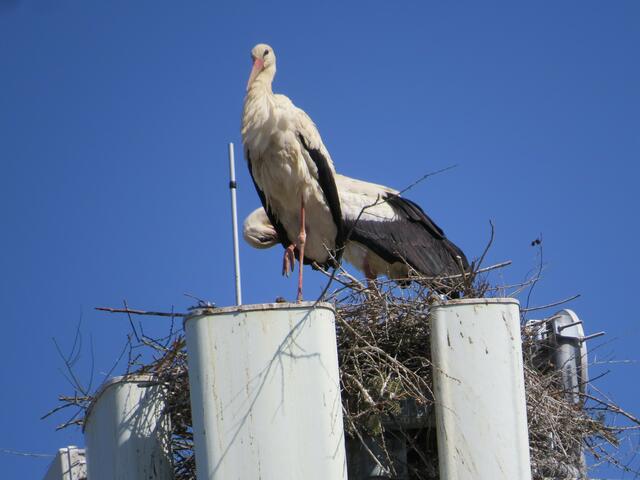 Pfarrkirchen bei Bad Hall
© R. Gattringer