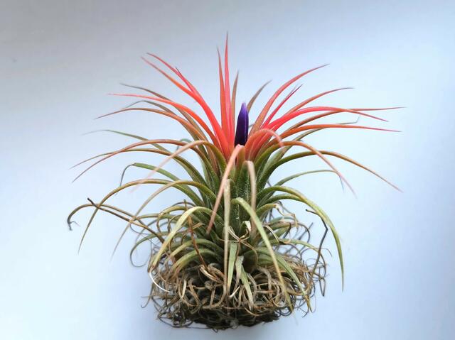 Tillandsien, Blüte, Pflanze