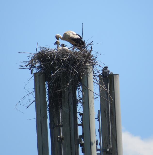 Mitterkirchen
© R. Gattringer