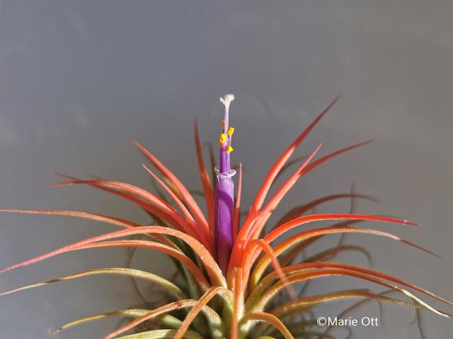 Tillandsien, Blüte, Pflanze
