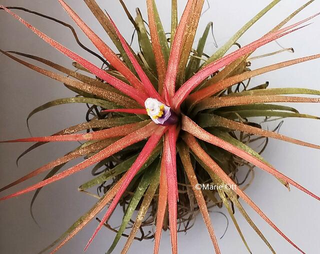 Tillandsia