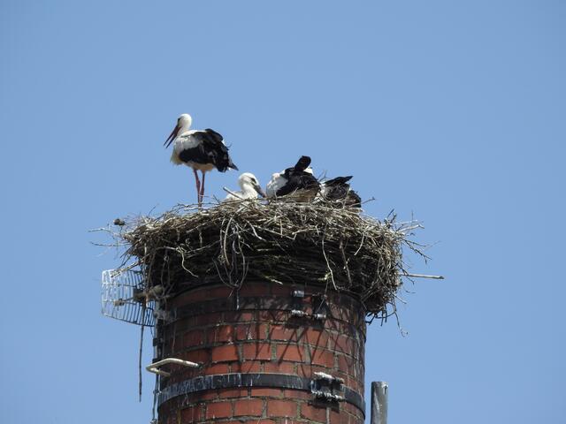 Jungstörche mit Altvogel (ganz links); Bad Leonfelden
© H. Kurz