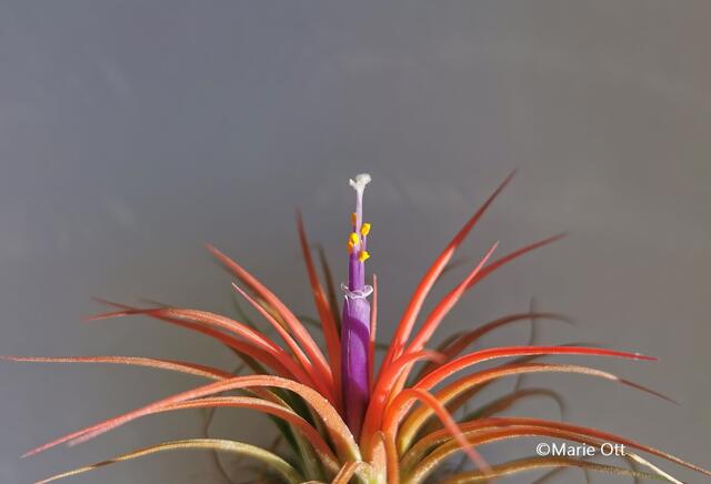 Blüte, Tillandsie, Pflanze