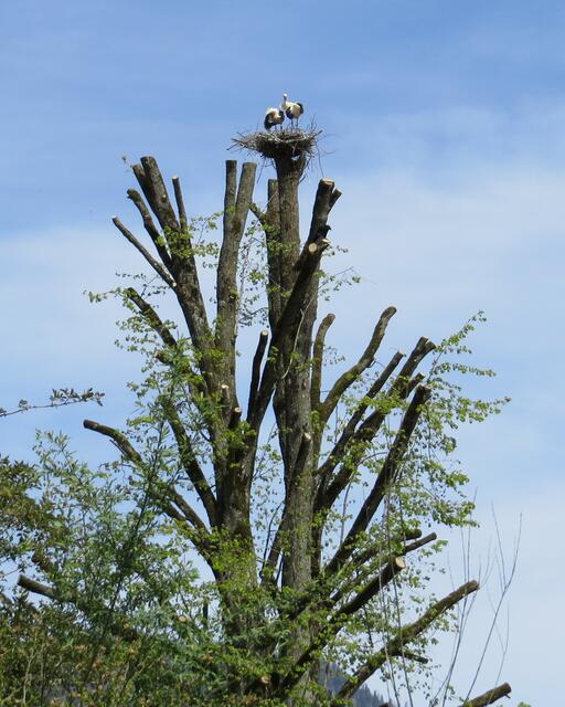 Leonstein
© R. Gattringer