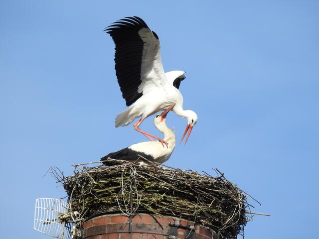 Bad Leonfelden; Bevorstehende Kopula am alten Schlot der Firma Kastner. Das Männchen ist am rechten Bein markiert.
© H. Kurz