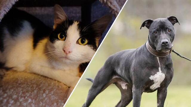 Onion und Nalani warten im Tierheim auf ihr Für-Immer-Zuhause | Foto: Tierschutzverein Tirol