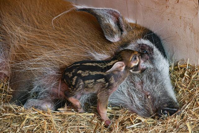 Endlich hat's bei den Pinselohrschweinen im Zoo Schmiding gefunkt und es gibt Nachwuchs. Zwei Frischlinge haben das Licht der Welt erblickt. | Foto: ZooSchmiding / Peter Sterns