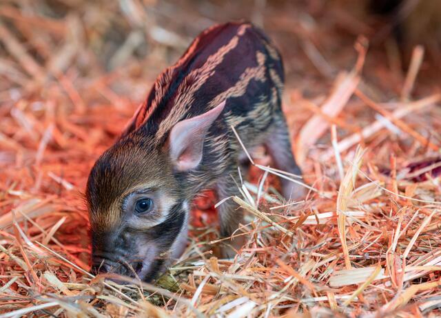 Endlich hat's bei den Pinselohrschweinen im Zoo Schmiding gefunkt und es gibt Nachwuchs. Zwei Frischlinge haben das Licht der Welt erblickt. | Foto: ZooSchmiding / Peter Sterns