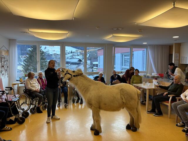 Lächeln, nicken, tanzen: Das Pony ist geübt in Zirkustricks.  | Foto: Fabienne Gruber