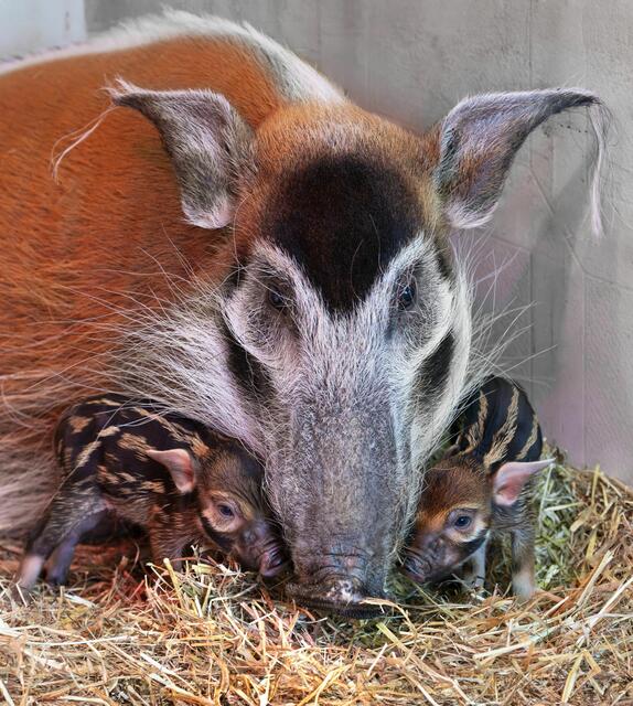 Die beiden Mini Schweinchen sind nicht nur winzig klein im Vergleich zu ihrer Mutter, sondern unterscheiden sich auch deutlich in ihrem Aussehen. | Foto: ZooSchmiding / Peter Sterns