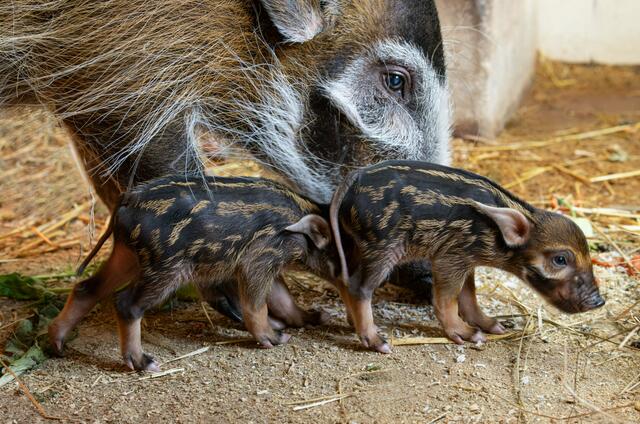 Endlich hat's bei den Pinselohrschweinen im Zoo Schmiding gefunkt und es gibt Nachwuchs. Zwei Frischlinge haben das Licht der Welt erblickt. | Foto: ZooSchmiding / Peter Sterns