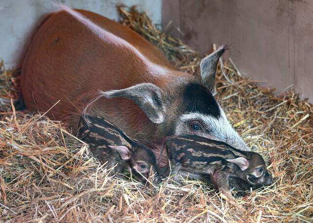 Endlich hat's bei den Pinselohrschweinen im Zoo Schmiding gefunkt und es gibt Nachwuchs. Zwei Frischlinge haben das Licht der Welt erblickt. | Foto: ZooSchmiding / Peter Sterns