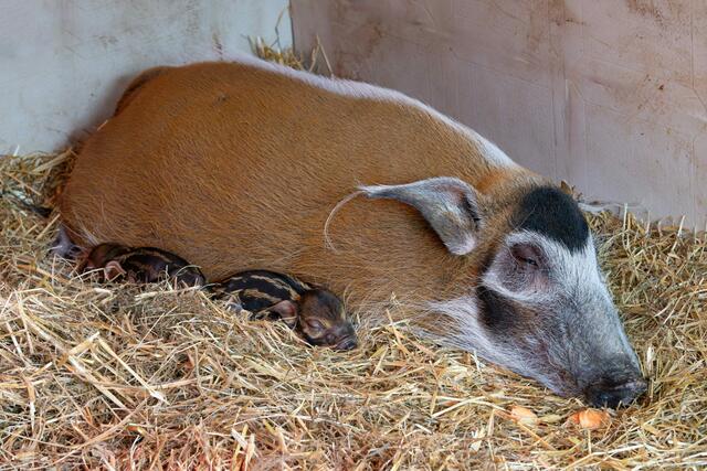 Endlich hat's bei den Pinselohrschweinen im Zoo Schmiding gefunkt und es gibt Nachwuchs. Zwei Frischlinge haben das Licht der Welt erblickt. | Foto: ZooSchmiding / Peter Sterns