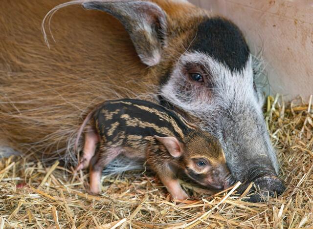 Endlich hat's bei den Pinselohrschweinen im Zoo Schmiding gefunkt und es gibt Nachwuchs. Zwei Frischlinge haben das Licht der Welt erblickt. | Foto: ZooSchmiding / Peter Sterns
