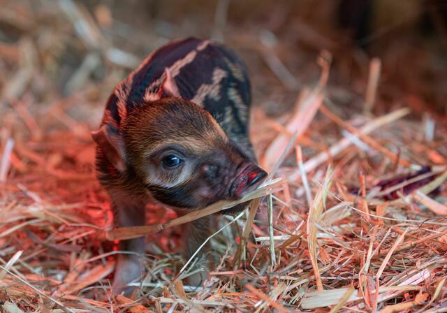 Endlich hat's bei den Pinselohrschweinen im Zoo Schmiding gefunkt und es gibt Nachwuchs. Zwei Frischlinge haben das Licht der Welt erblickt. | Foto: ZooSchmiding / Peter Sterns