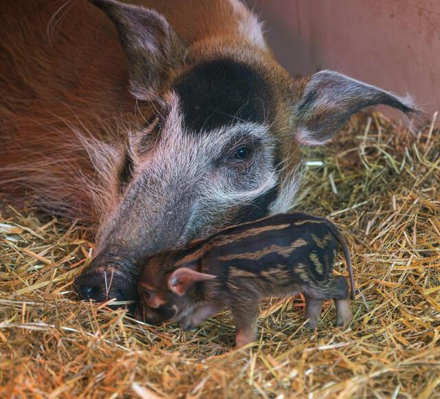 Endlich hat's bei den Pinselohrschweinen im Zoo Schmiding gefunkt und es gibt Nachwuchs. Zwei Frischlinge haben das Licht der Welt erblickt. | Foto: ZooSchmiding / Peter Sterns