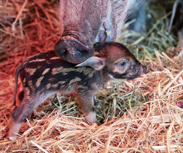 Endlich hat's bei den Pinselohrschweinen im Zoo Schmiding gefunkt und es gibt Nachwuchs. Zwei Frischlinge haben das Licht der Welt erblickt. | Foto: ZooSchmiding / Peter Sterns