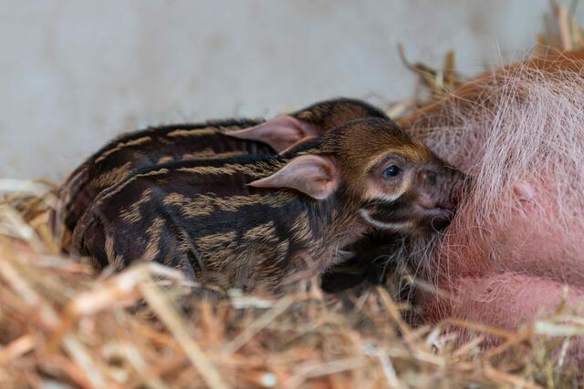 Endlich hat's bei den Pinselohrschweinen im Zoo Schmiding gefunkt und es gibt Nachwuchs. Zwei Frischlinge haben das Licht der Welt erblickt. | Foto: ZooSchmiding / Peter Sterns
