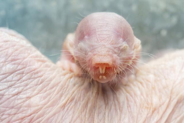 Vier Baby-Nacktmulle laufen derzeit durch die Tunnel im Wüstenhaus. | Foto: Daniel Zupanc