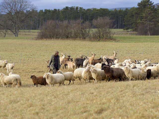 Einblicke in die Arbeit des Hirten Matthias Prieth. | Foto: Santrucek