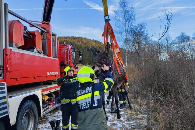 Ein Esel musste befreit werden. | Foto: Bereichsfeuerwehrverband Knittelfeld