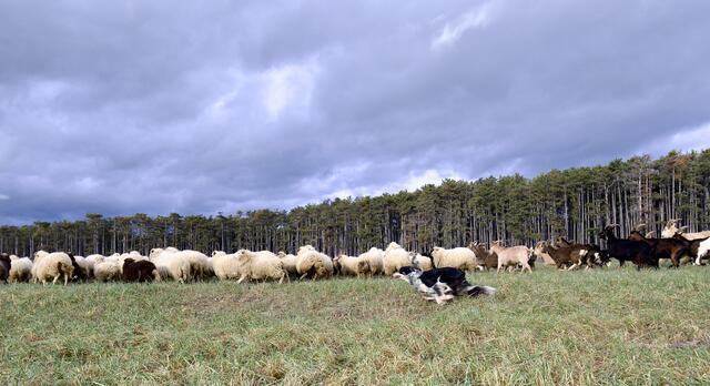 Border Collie-Hündin Kira im Einsatz. Sie umkreist die Herde und sorgt so dafür, dass die Tiere beisammen bleiben. | Foto: Santrucek