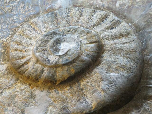 Rund um Russbach und Gosau gibt es viele Fossilien.
Foto: Seewald
