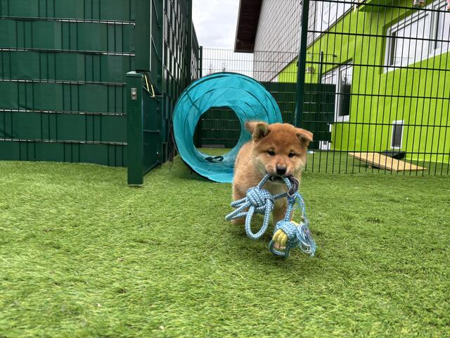 Ausgewachsen werden Shiba Inus etwa 40 Zentimeter groß.  | Foto: Fabienne Gruber