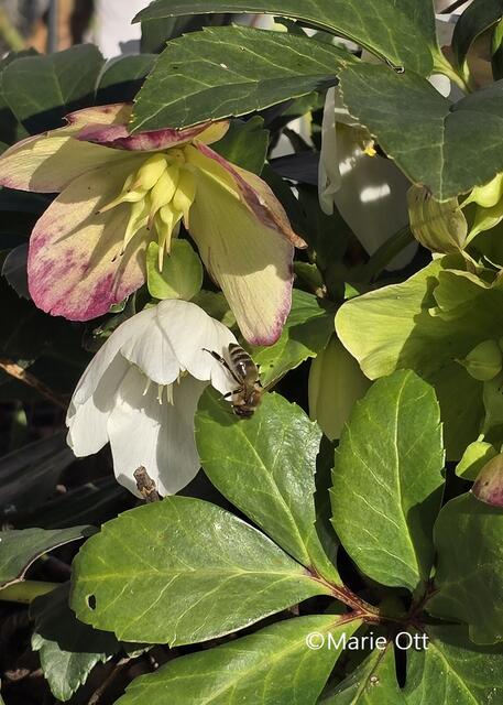 Klimawandel, Bienen fliegen im Winter, Graz