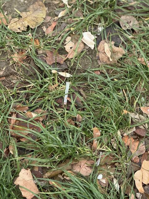 Verunreinigtes Spritzenbesteck liegt in der Wiese des Parks. (Stand: 24. November 2024) | Foto: Neos Wien