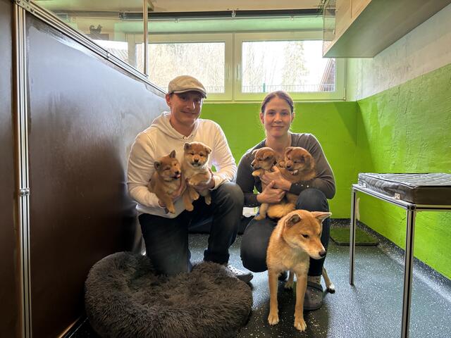 Ed und Pam Vorderleitner züchten seit 2016 Shiba Inus.  | Foto: Fabienne Gruber